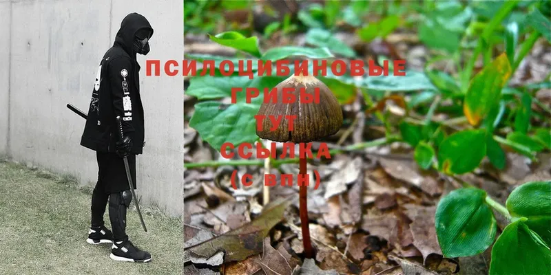 Галлюциногенные грибы Psilocybe  Миасс 